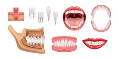 conjunto realista de dientes de mandíbulas