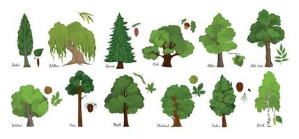 Tree Leaf Seed Set vector