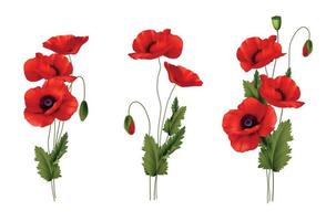 Red Poppies Flowers Bouquet Realistic Set vector