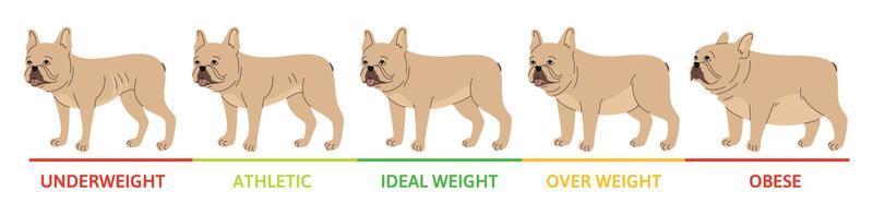 concepto de etapas de peso del perro vector