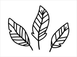 Vector bohemian style feathers isolated on white background. Boho line art design elements set