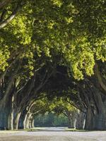 Symmetrical Trees on a Road Path with Morning Light and a Tunnel Effect photo