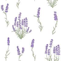 Fresh cut fragrant lavender plant flower seamless pattern.