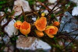 Yellow crocuses flowers grow among the stones. Yellow saffron photo