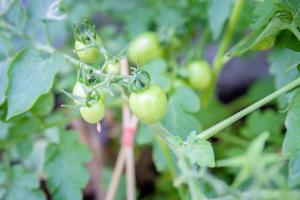 Tomato on the seedling with blurred background, home gardening concepts photo