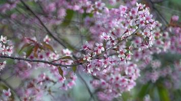 fiore di ciliegio, fiori di sakura video