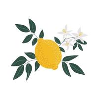 Yellow lemon with leaves and flowers illustration on white background. Isolated elements. Design for cosmetics, spa,  health care products vector