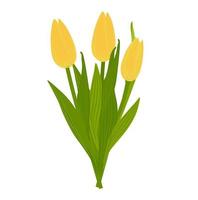 A bouquet of yellow tulips.Vector stock illustration. Spring flowers. An element for a postcard. Isolated on a white background. vector