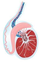 anatomía del testículo. vector