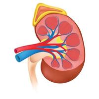 Anatomy of the Kidney. vector