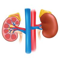 There are two kidneys. vector