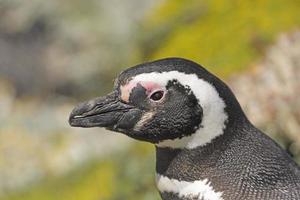 Head shot of a Magellanic penguin photo