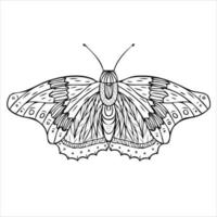 Night butterfly, moth. Hand drawn illustration. Black and white background. vector