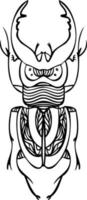 Beetle black and white line vector illustrations. Hand drawing style.