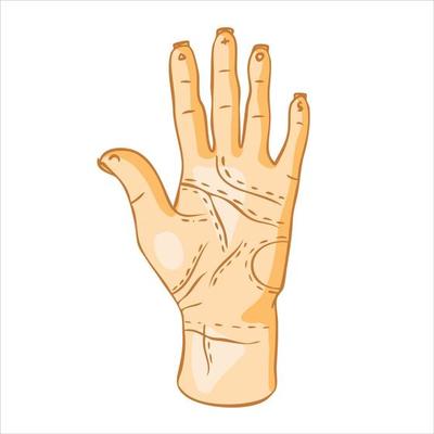 Human hand with lines on the palm on a white background. The concept of divination by hand, palmistry. Vector illustration.