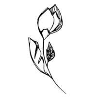 Delicate black and white sketch of a spring flower. Vector illustration in hand drawn style.