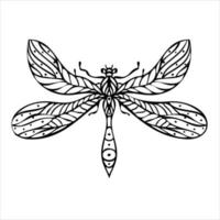 Dragonfly hand drawn illustration. Black and white background. vector