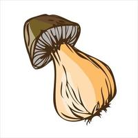 hongo boletus natural aislado sobre fondo blanco. vector