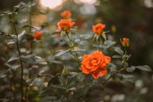 hermosas rosas de arbusto florecen en el jardín. foto