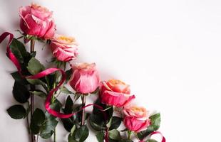 Pink roses on white background photo