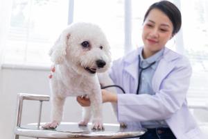 imagen de una veterinaria asiática examinando a un perro foto