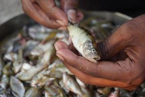 fisherman cleaning fish by hand photo