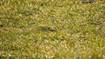 green grass background. macro green grass. nature poster. green background. closeup of green grass. green field. green freshness illustration photo