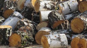 logging. deforestation. close-up of piled chunks of wood billet photo