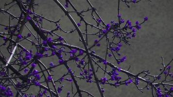 fondo de la naturaleza. árbol en flor en primavera. árbol con flores en las ramas foto