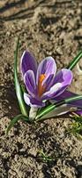 flor de azafrán de primavera. flor de azafrán púrpura foto