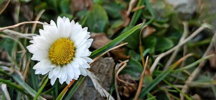 daisy in the grass photo