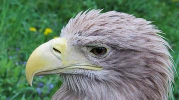 portrait of an eagle. eagle in the zoo