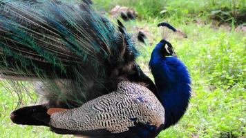 pavo real en el zoológico. pavo real con plumas. foto