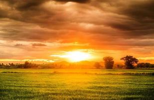 Rice field beautiful natural photo