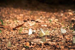 Butterflies insect flying around the salt in nature environment forest. Animal wildlife nature background.