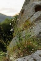 Daisy flowers that have grown on steep mountains. photo