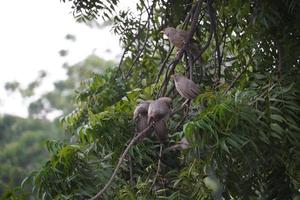 lindos pájaros en el árbol en el rodaje al aire libre foto