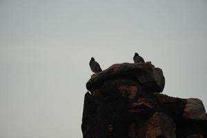 cute parrot image at outdoor shoot photo