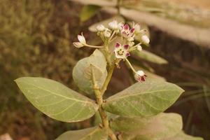 a beautiful plant with flower photo