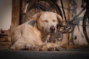 A sad-looking street dog with folded ears and closed eyes photo