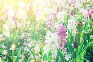 field of wild flowers. Bokeh light effect, soft filter. Instagra photo