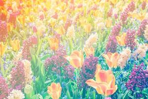 field of wild flowers. Bokeh light effect, soft filter. Instagra photo