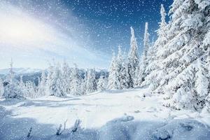 Fantastic winter landscape and tree in hoarfrost. In anticipatio photo