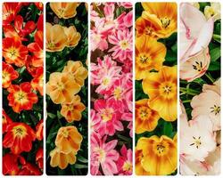 Creative collage best spring tulips vertical photo.