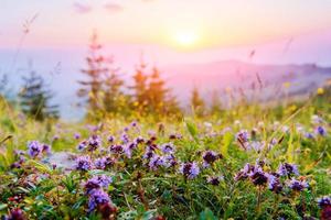wildflowers in the mountains at sunset photo