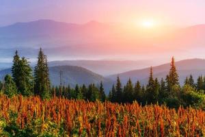 wildflowers in the mountains at sunset photo