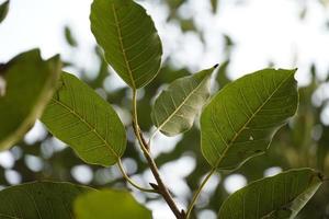 portrait of Green leaf image photo