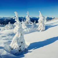 Fantastic winter landscape and tree in hoarfrost. photo