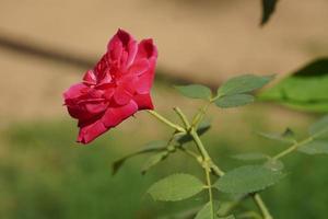 hermosa imagen de flor rosa foto