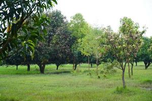forest is very useful of every person like birds animal man photo